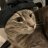 Maksim_Ghoul